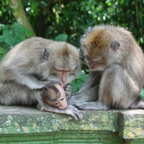 Balinese,Monkey,Family,In,Alas,Kedaton,Sacred,Monkey,Forest,,Bali