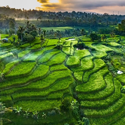 Landscape,View,Of,Jatiluwih,Rice,Terraces,In,Penebel,District,,Tabanan