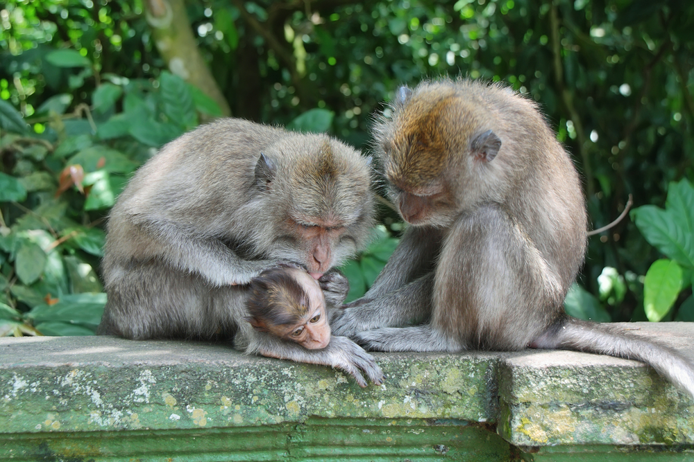 Balinese,Monkey,Family,In,Alas,Kedaton,Sacred,Monkey,Forest,,Bali