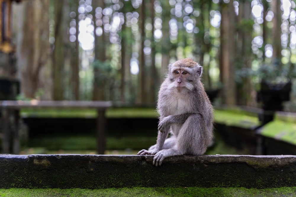 Portrait,Of,A,Monkey,At,Sangeh,Monkey,Forest,In,Bali