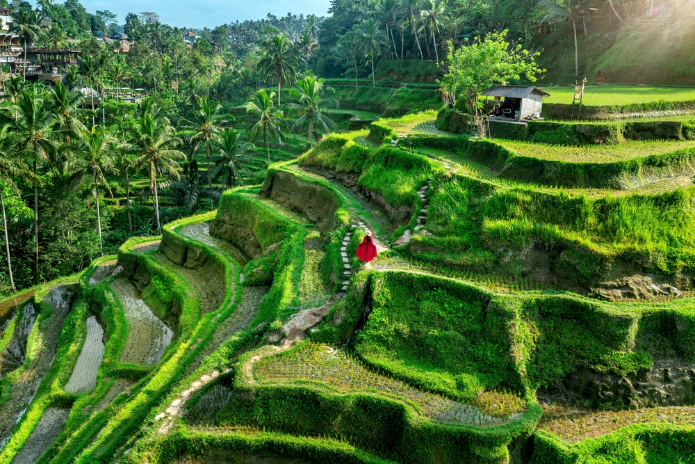 Tourist,In,Red,Dress,Walking,On,Tegalalang,Rice,Terrace,In